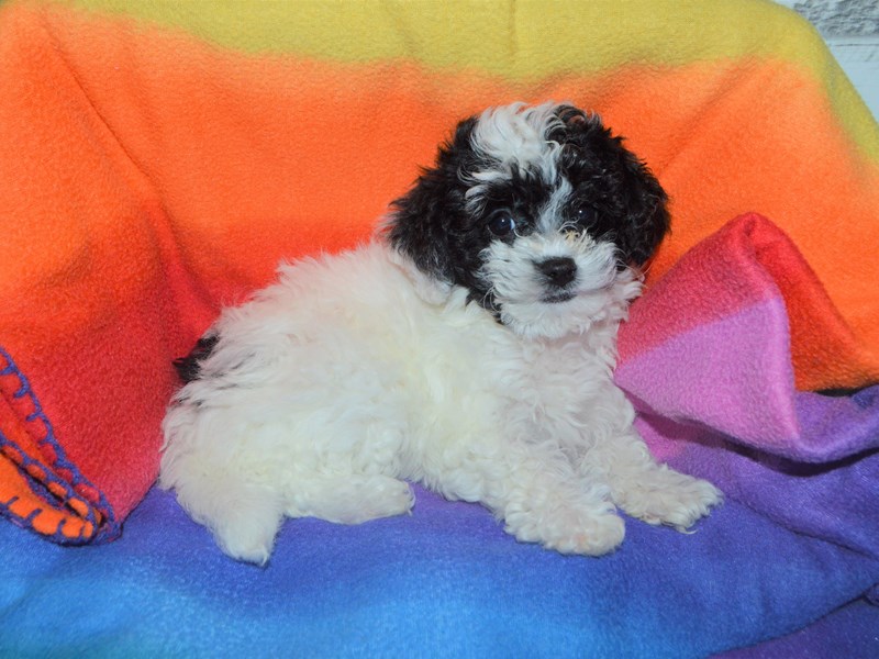 Bichon-Poo-DOG-Female-Black and White-3016433-Petland Dunwoody Puppies For Sale