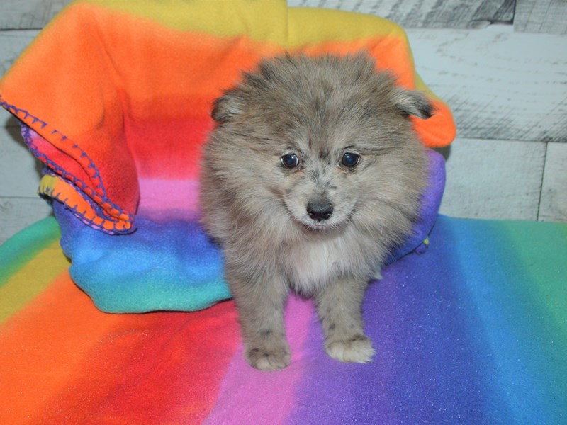 Pomeranian-DOG-Female-Blue Merle-3016358-Petland Dunwoody Puppies For Sale