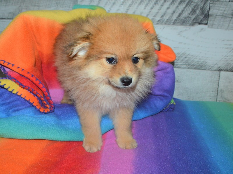Pomeranian-DOG-Female-Sable-3016364-Petland Dunwoody Puppies For Sale