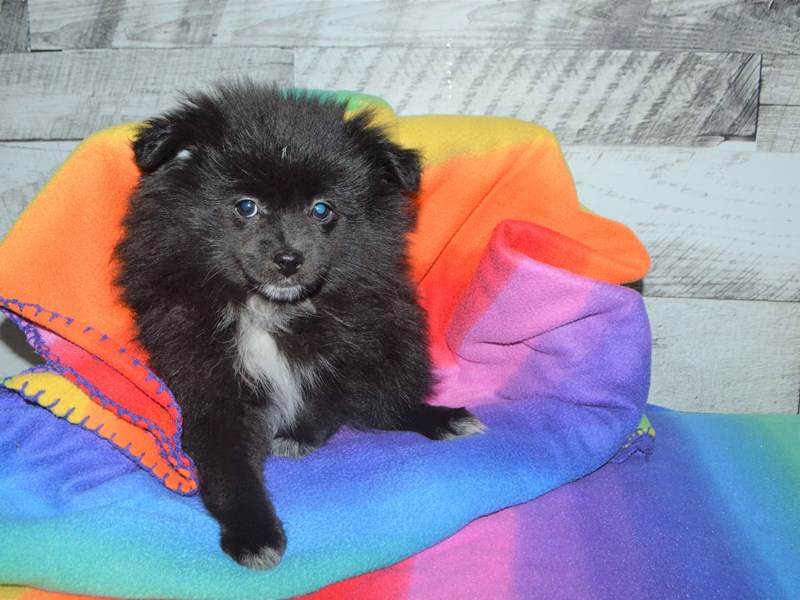 Pomeranian-DOG-Female-Black-3016361-Petland Dunwoody Puppies For Sale