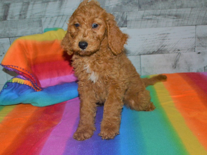 F1B Goldendoodle-Female-Red-3016763-Petland Dunwoody Puppies For Sale