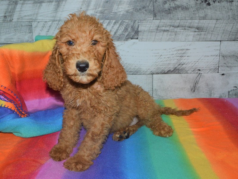 F1B Goldendoodle-Male-Red-3016766-Petland Dunwoody Puppies For Sale