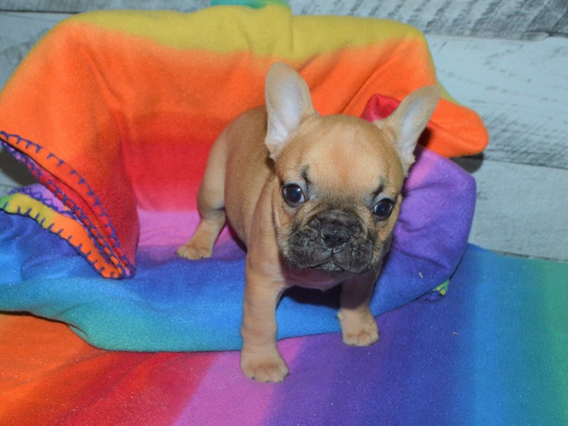 French Bulldog-DOG-Female-Fawn with Black Mask-3016777-Petland Dunwoody Puppies For Sale