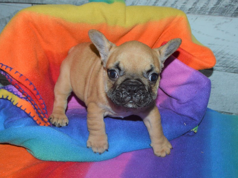 French Bulldog-DOG-Female-Fawn with Black Mask-3016773-Petland Dunwoody Puppies For Sale