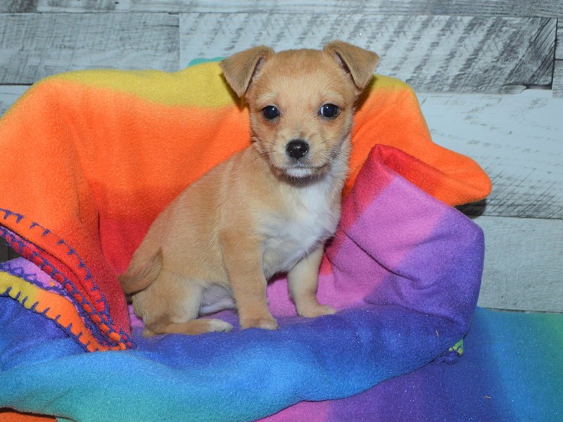 Mix-Male-Fawn-3016141-Petland Dunwoody Puppies For Sale