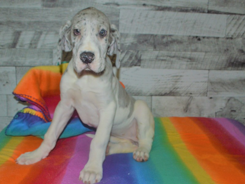 Great Dane-DOG-Female-Blue Merle and White-3016214-Petland Dunwoody Puppies For Sale