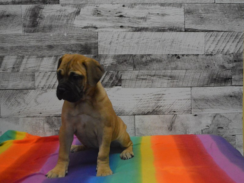 Bull Mastiff-DOG-Female-Fawn-3016431-Petland Dunwoody Puppies For Sale