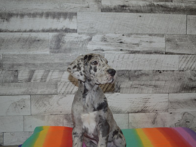 Great Dane-DOG-Female-Blue Merle and White-3016209-Petland Dunwoody Puppies For Sale