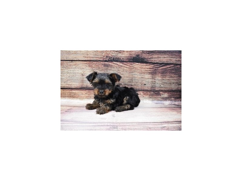 Yorkshire Terrier-DOG-Male-Black and Tan-3026737-Petland Dunwoody Puppies For Sale