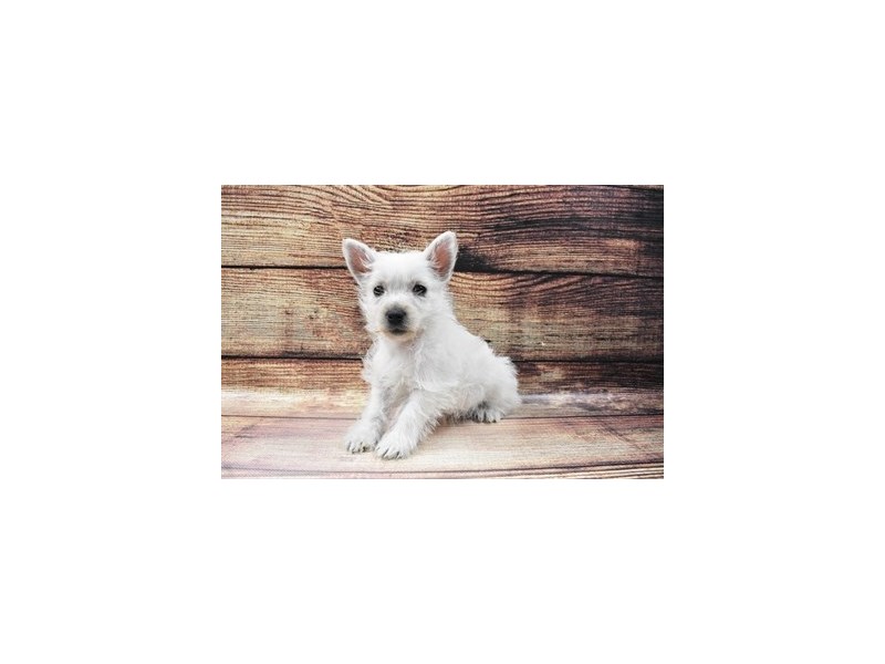 West Highland White Terrier-DOG-Female-White-3026763-Petland Dunwoody Puppies For Sale