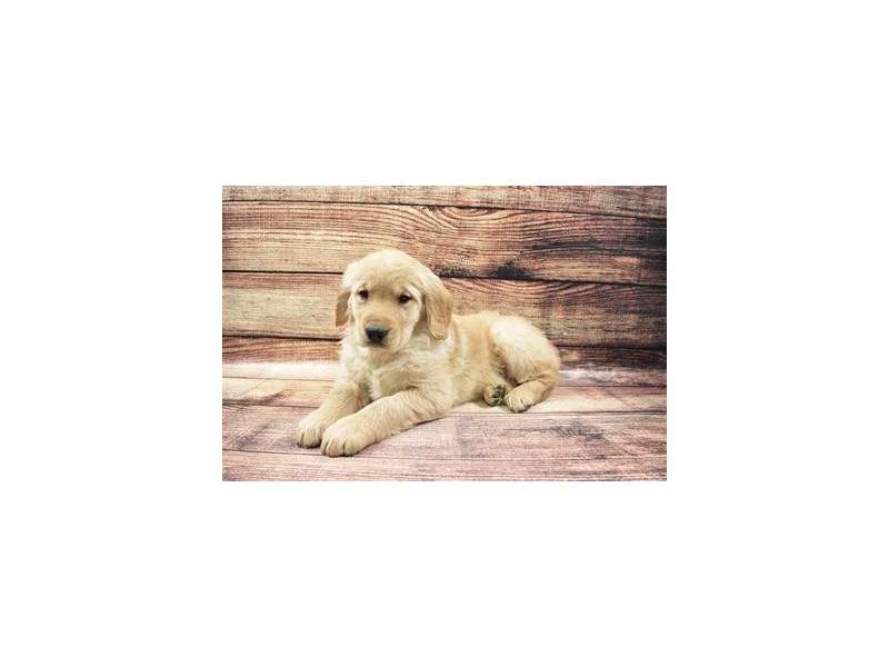 Golden Retriever-DOG-Female-Golden-3027224-Petland Dunwoody Puppies For Sale