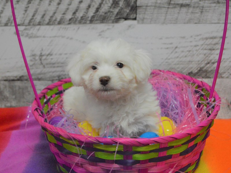 Teddy-Poo-Female-Cream-3026014-Petland Dunwoody Puppies For Sale