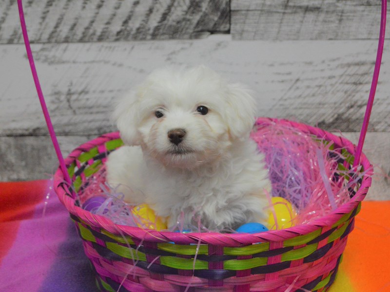 Teddy-Poo-Female-Cream-3026014-Petland Dunwoody