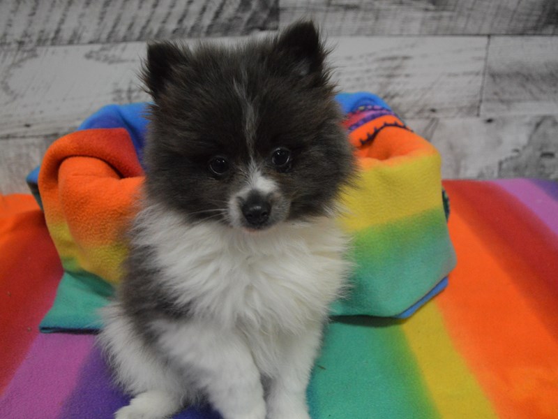 Pomeranian-DOG-Male-Blue and White-3026670-Petland Dunwoody Puppies For Sale