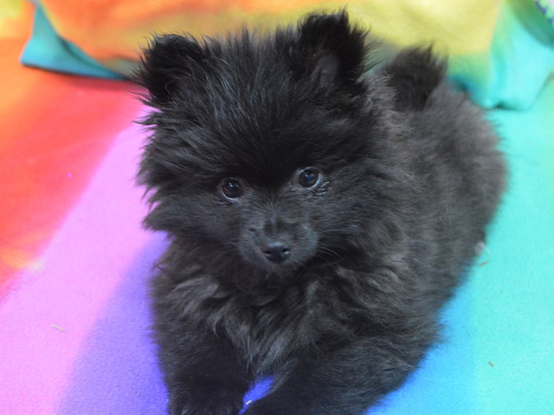 Pomeranian-DOG-Female-Black-3026666-Petland Dunwoody Puppies For Sale