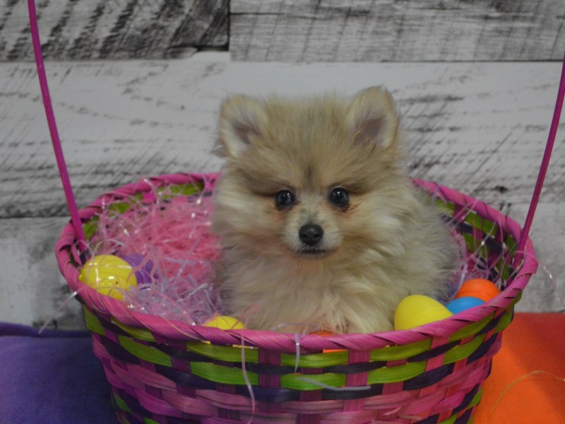 Pomeranian-DOG-Female-Merle-3026664-Petland Dunwoody Puppies For Sale