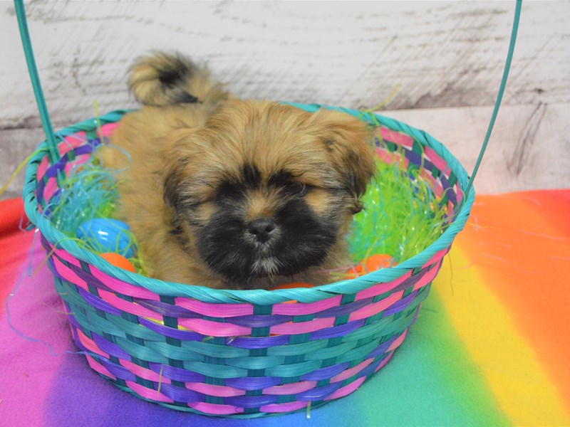 Lhasa Apso-DOG-Male-Gold-3025923-Petland Dunwoody Puppies For Sale