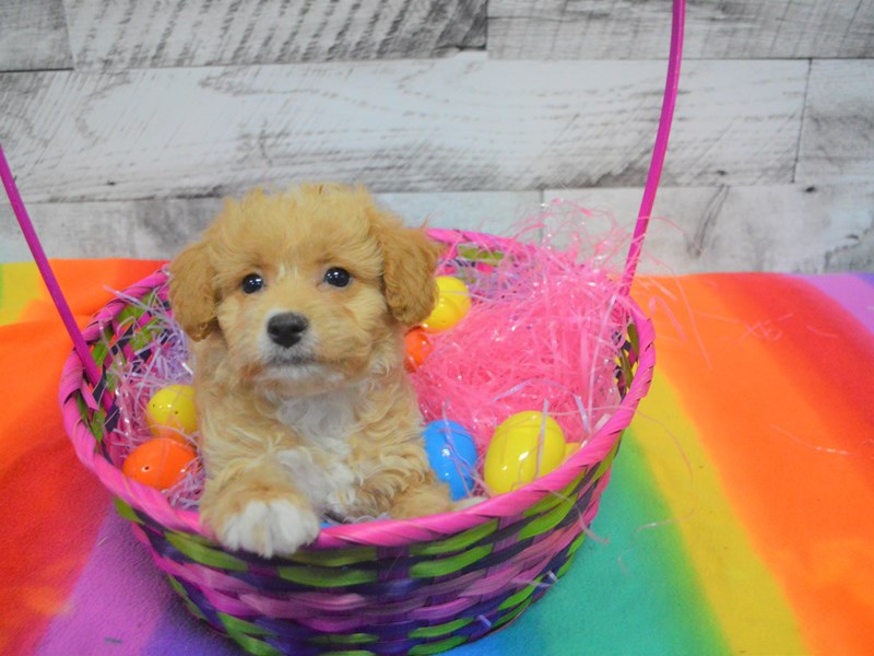 Teddy-Poo-DOG-Female-Red-3026009-Petland Dunwoody Puppies For Sale