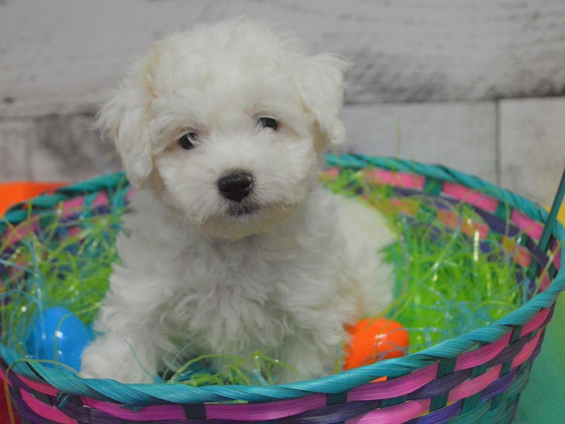 Teddy poo dog hot sale