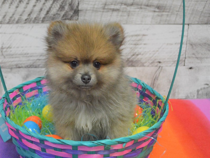Pomeranian-DOG-Male-Blue Fawn-3026659-Petland Dunwoody Puppies For Sale