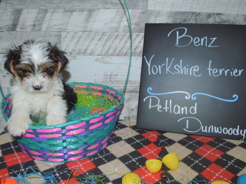 Yorkshire Terrier-DOG-Male-Black and Tan Parti-3025901-Petland Dunwoody Puppies For Sale