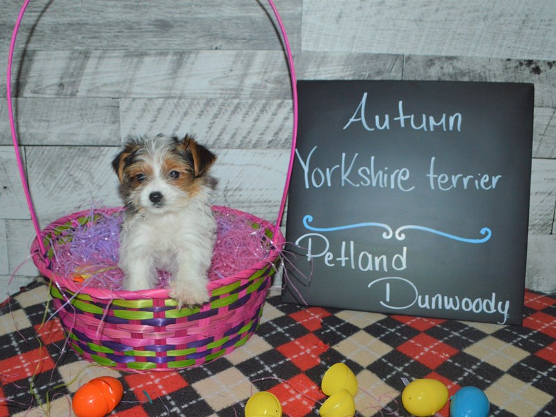 Yorkshire Terrier-DOG-Female-Black and Tan Parti-3025874-Petland Dunwoody Puppies For Sale