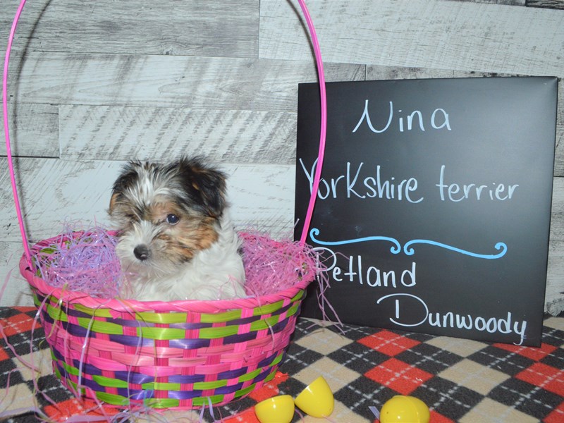Yorkshire Terrier-DOG-Female-Black and Tan Parti-3025894-Petland Dunwoody Puppies For Sale