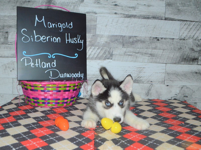 Siberian Husky-DOG-Female-Black and White-3026053-Petland Dunwoody Puppies For Sale