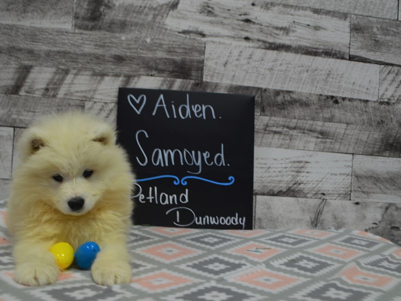 Samoyed-Male-White-3035898-Petland Dunwoody Puppies For Sale