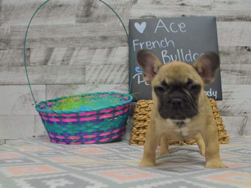 French Bulldog-DOG-Male-Blue Fawn-3037420-Petland Dunwoody Puppies For Sale