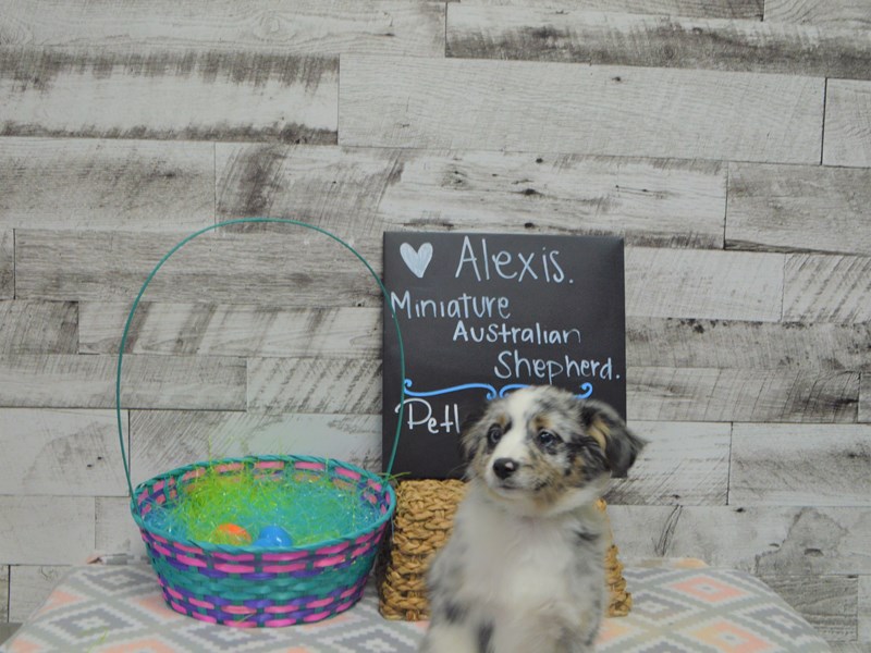 Miniature Australian Shepherd-DOG-Female-Blue Merle-3037080-Petland Dunwoody Puppies For Sale