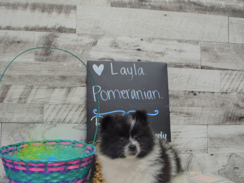 Pomeranian-DOG-Female-Black and White-3037033-Petland Dunwoody Puppies For Sale
