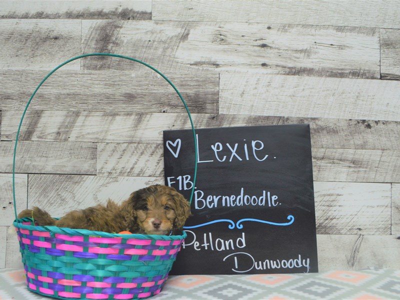 F1B Bernedoodle-DOG-Female-Sable-3036440-Petland Dunwoody Puppies For Sale