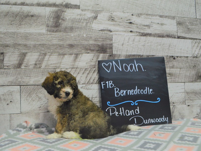 F1B Bernedoodle-Male-Sable Parti-3036437-Petland Dunwoody Puppies For Sale