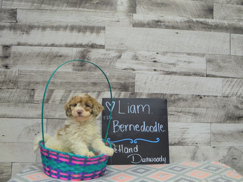 F1B Bernedoodle-Male-Brown and White-3036426-Petland Dunwoody Puppies For Sale