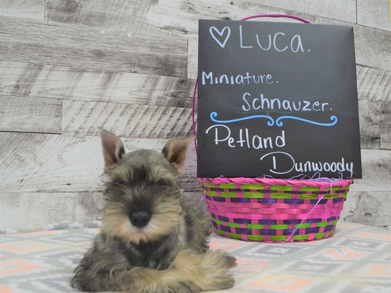 Miniature Schnauzer-DOG-Male-Salt and Pepper-3036371-Petland Dunwoody Puppies For Sale
