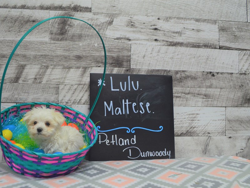 Maltese-DOG-Female-White-3036328-Petland Dunwoody Puppies For Sale
