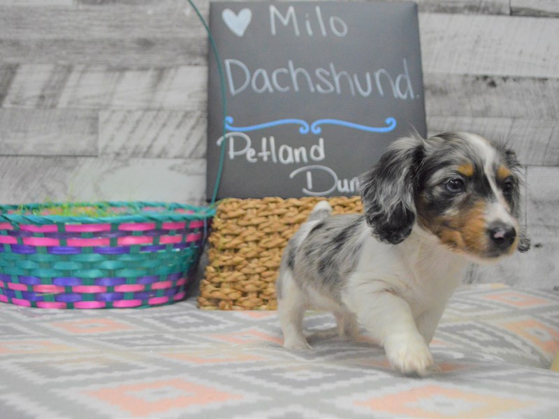 Dachshund-DOG-Male-Blue Dapple Piebald-3036309-Petland Dunwoody Puppies For Sale