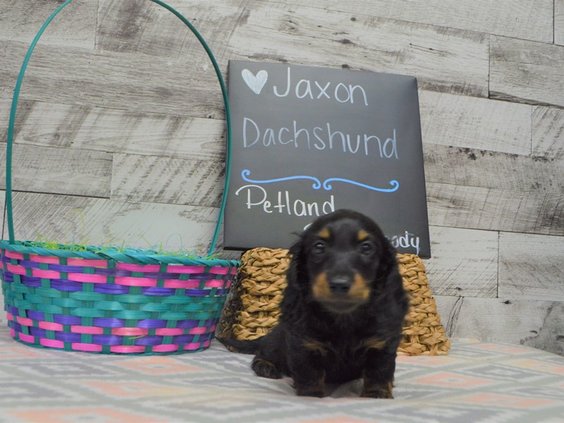 Dachshund-DOG-Male-Black and Tan-3036303-Petland Dunwoody Puppies For Sale