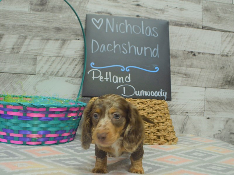 Dachshund-DOG-Male-Chocolate and Tan Dapple-3036272-Petland Dunwoody Puppies For Sale