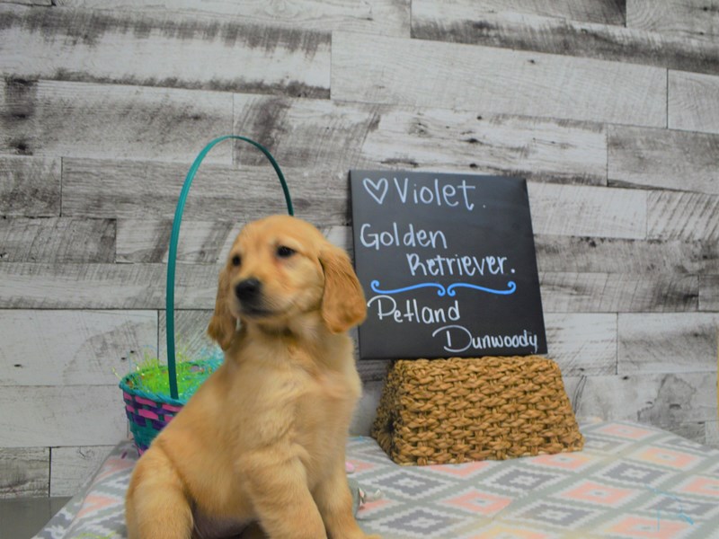 Golden Retriever-DOG-Female-Red-3035935-Petland Dunwoody Puppies For Sale