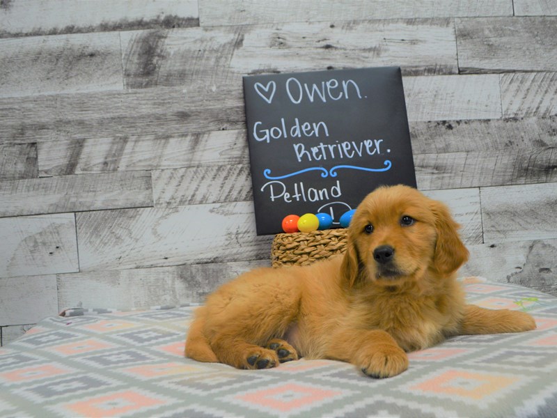 Golden Retriever-DOG-Male-Red-3035924-Petland Dunwoody Puppies For Sale
