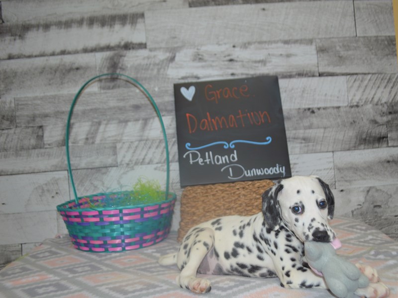 Dalmatian-Female-Black and White-3035969-Petland Dunwoody Puppies For Sale