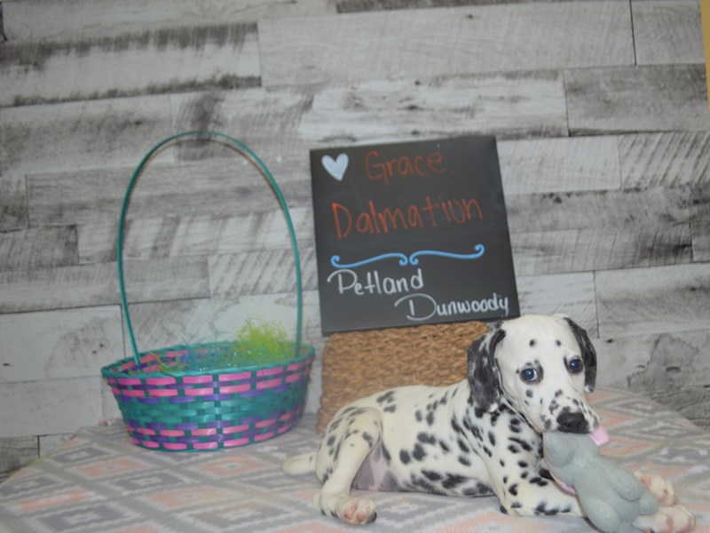 Dalmatian-Female-Black and White-3035969-Petland Dunwoody
