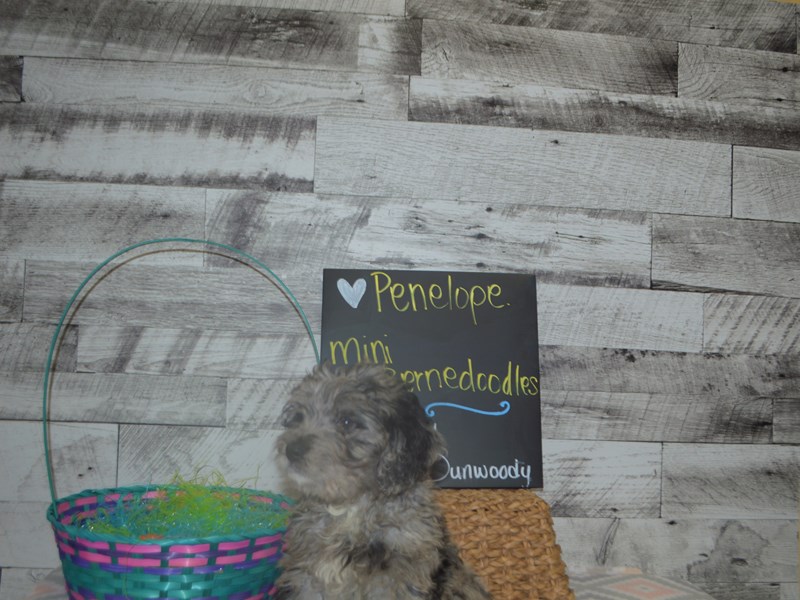 Mini Bernedoodle-Female-Blue Merle-3035837-Petland Dunwoody Puppies For Sale