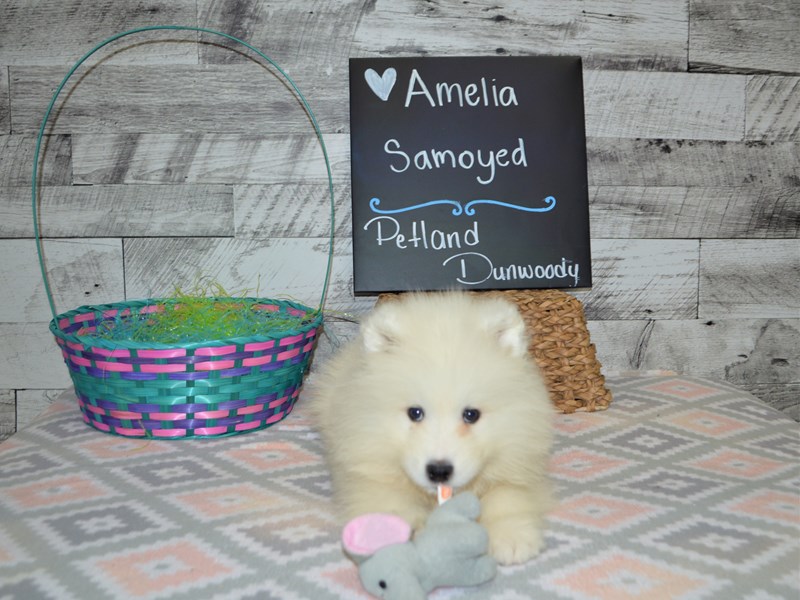 Samoyed-DOG-Female-White-3035907-Petland Dunwoody Puppies For Sale