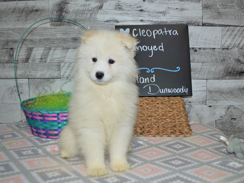 Samoyed Dog Female White Petland Dunwoody Puppies For Sale