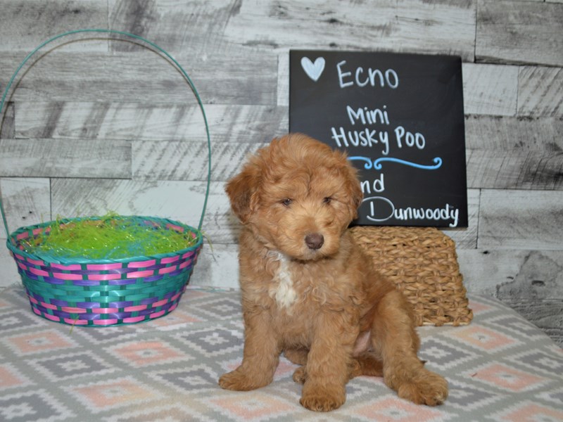 Mini Huskypoo-Male-Red-3046590-Petland Dunwoody