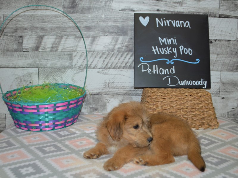 Mini Huskypoo-Male-Apricot-3046593-Petland Dunwoody Puppies For Sale