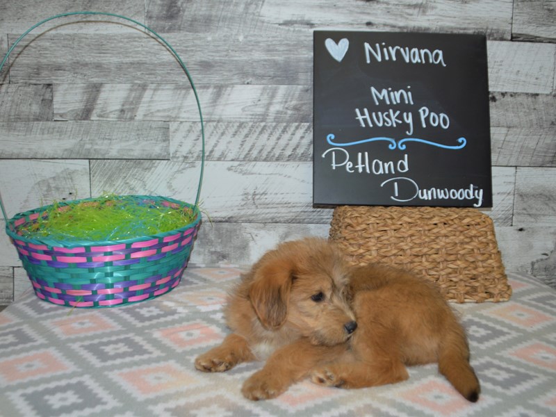 Mini Huskypoo-Male-Apricot-3046593-Petland Dunwoody